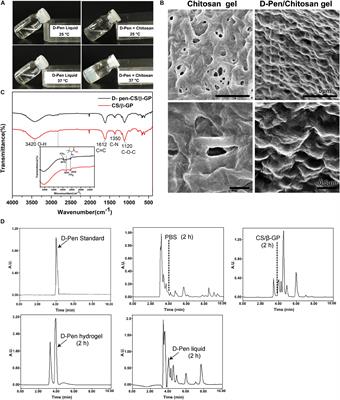 Nasal Delivery of D-Penicillamine Hydrogel Upregulates a Disintegrin and Metalloprotease 10 Expression via Melatonin Receptor 1 in Alzheimer’s Disease Models